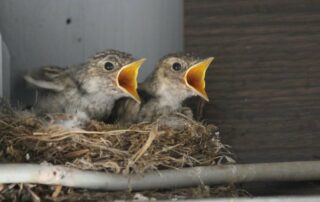 Jungvögel im Nest (c) pixabay