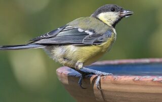 Kohlmeise an Vogeltränke (c) NABU_Rita Priemer)