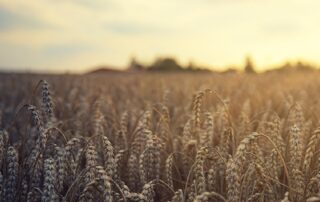 Getreide (x) pixabay