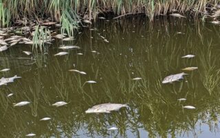 Fischsterben (c) Hanno Böck