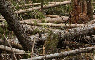 Totholz (c) Walter Siegmund