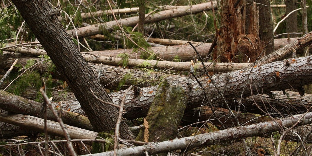  Totholz St rkt Nat rliche Abwehrkr fte Okerwelle 104 6