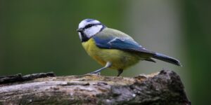 Blaumeise (c) Ray Jennings