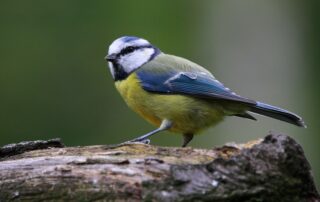 Blaumeise (c) Ray Jennings