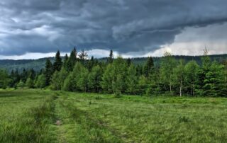 Wald Sturm (c) Jerzy Gorecki