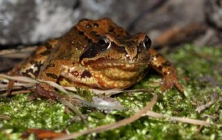 Grasfrosch-Doppeldecker (NABU; P. Strauß)